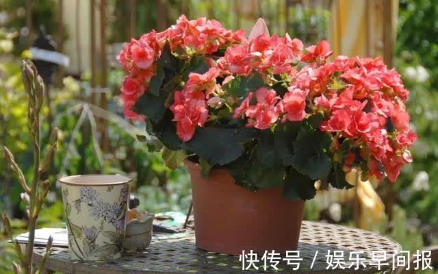 屋子里养花，要有9个讲究，这些是老一辈的经验，做错“难养活”