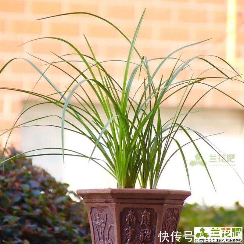 把兰花养好,能提升兴趣和动力,变成以兰养人