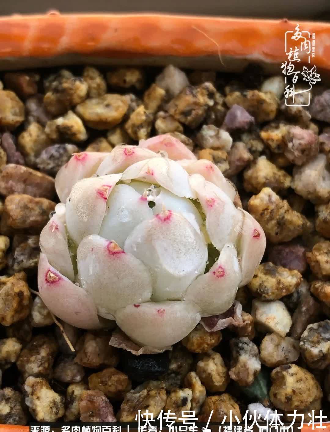 多肉,似星辰大海般的璀璨!