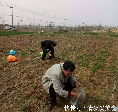 野生|北方人爱吃的野菜,人称“护生草”美味对身体好,市场一斤10元