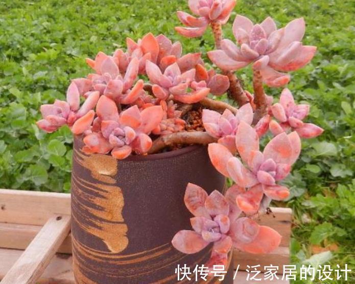 群生|养多肉普货冬美人,了解掌握4个要点,轻松养成群生小老桩