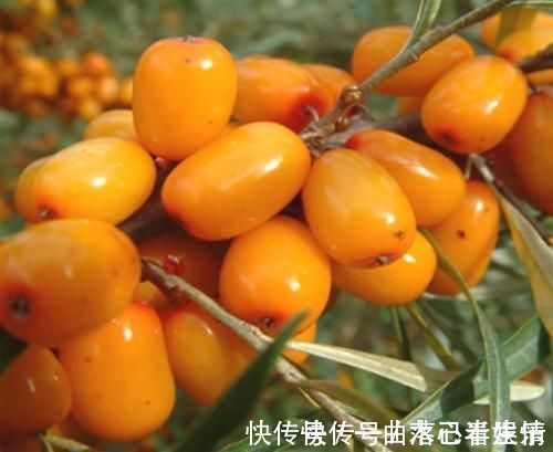 莱菔子|一旦发现孩子出现7个表现,说明脾胃已经“弱爆了”,及时健脾