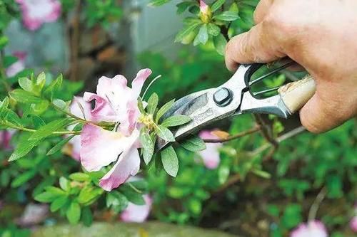 盆景修剪“量体裁衣”，新手也能立即开窍的死记硬背技法！