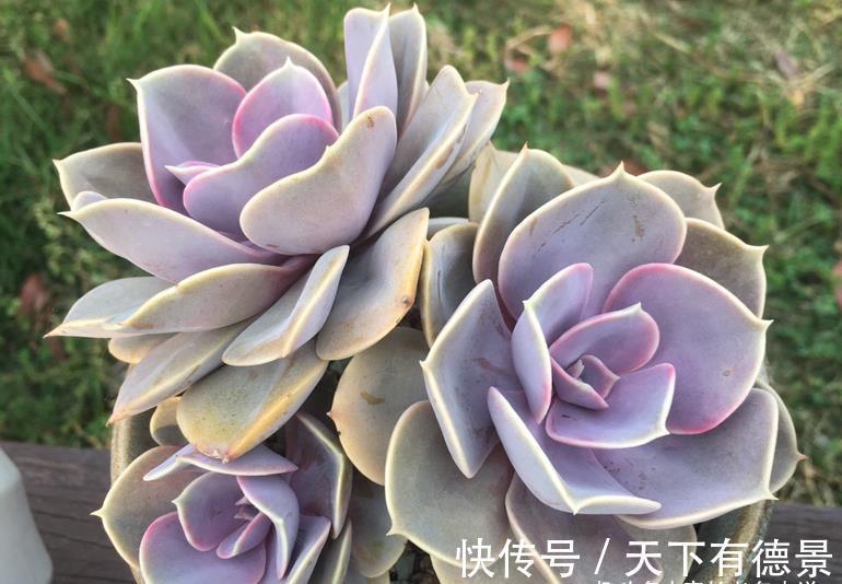 肉友|秋老虎为什么容易伤多肉?因为它冷峻的外表下藏着一颗炽热的心