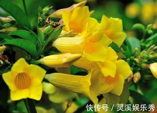 4种花很耐养，沾土就能活，浇水就疯长，不易生病好养护