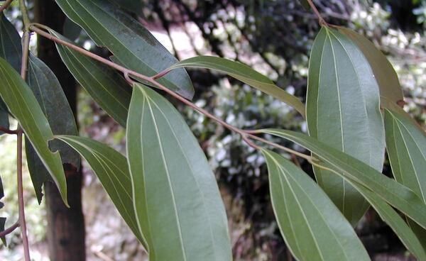 张仲景|医圣张仲景很喜欢一种中药,它到底是什么玄机从这三点讲起