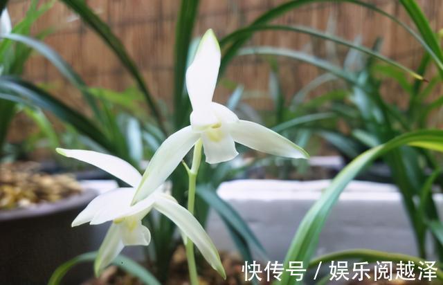 名花|四季兰名花——青山玉泉，花色纯净，兰香清新，适合新手养