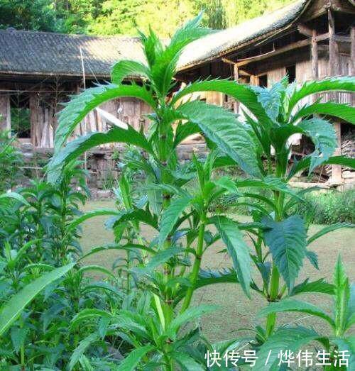 根茎|这野菜是埋在地下的“银条”,药用堪比虫草,一斤6百让人吃不起