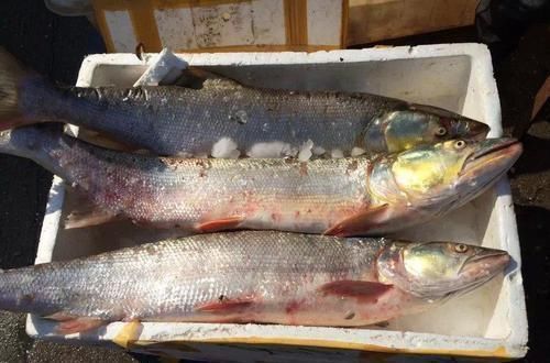 它是养殖业“害鱼”之首，能吃光水里所有鱼，凶猛无比做熏鱼一绝