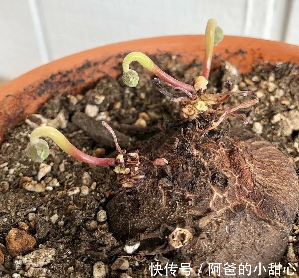 养盆栽仙客来掌握7点,养20~30年都不是问题,年年能开花