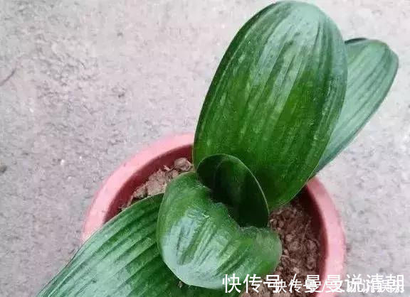 叶片|家里这几种花,哪怕干得“打蔫”,也不要往叶子喷水,否则只剩下花盆