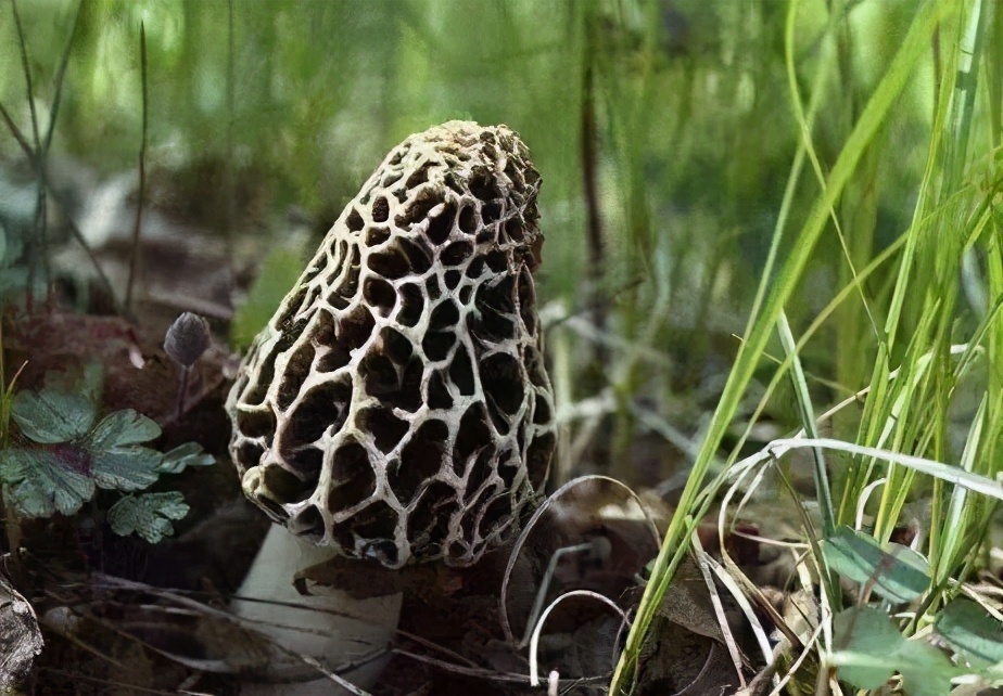 食物|想长寿全靠吃,3种食物离不开,排毒养颜,增强体质!
