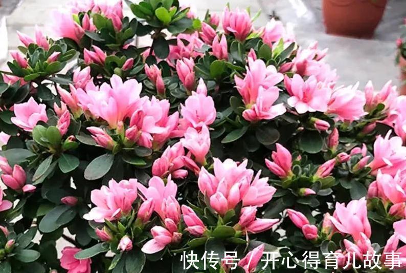 杜鹃花养不活,避开4个错误观点,枝繁叶茂,花开旺盛