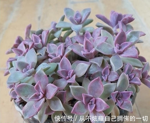 10款紫色系多肉,高贵梦幻,养一盆“紫气东来”,总有你喜欢的!