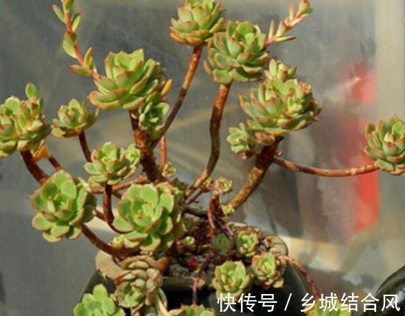 多肉|为什么多肉也喜欢万人宠不如一人懂呢