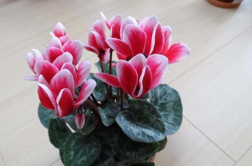  种花|3种花颜值超高，香气四溢，观赏价值高，还可盆栽，你值得拥有