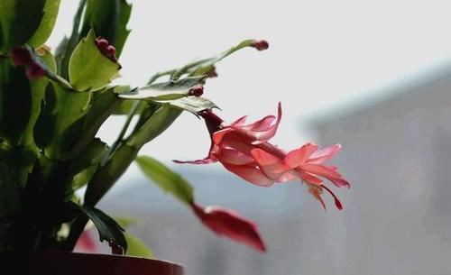 蟹爪兰多长时间浇一次水，多少才合适？