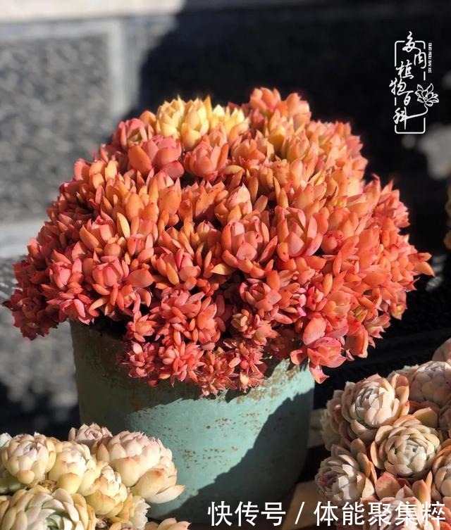 在茜的多肉小院里,花时间种快乐!在茜的多肉小院里,花时间种快乐!