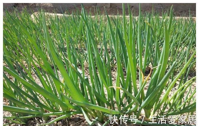 小白|葱油拌面怎么做才好吃?把握好料汁比例,小白也能做出美味的拌面