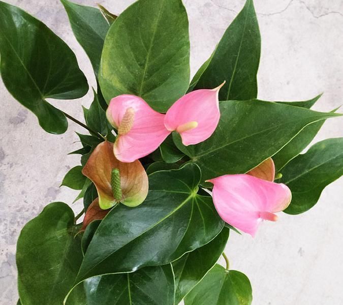 佛焰苞|快扔掉家中发财树,真正好看还能净化空气的是这几种,高级又漂亮