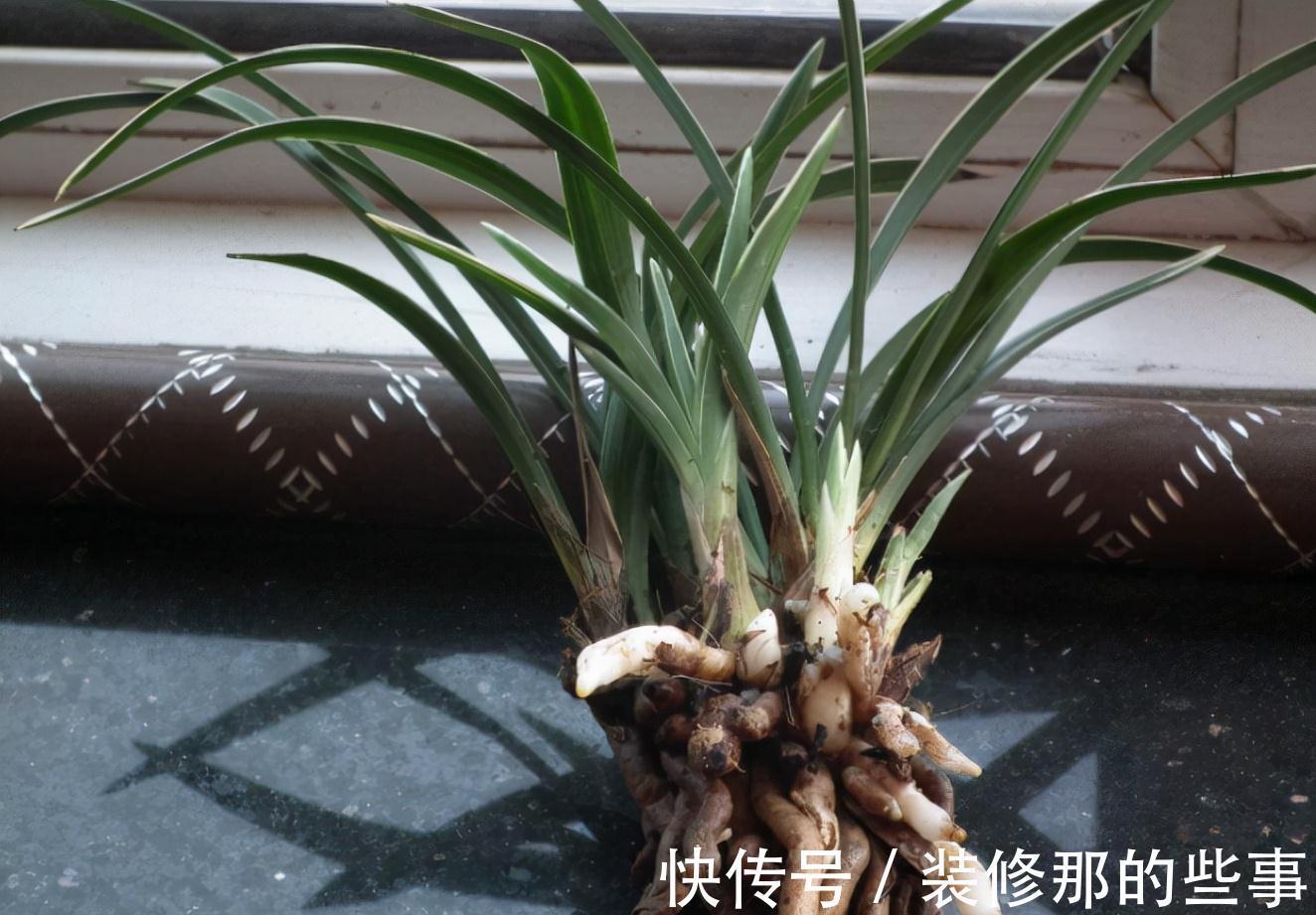 土壤|兰花秋季有四种表现，发现及时换盆，这样才能多长新苗，提早开花