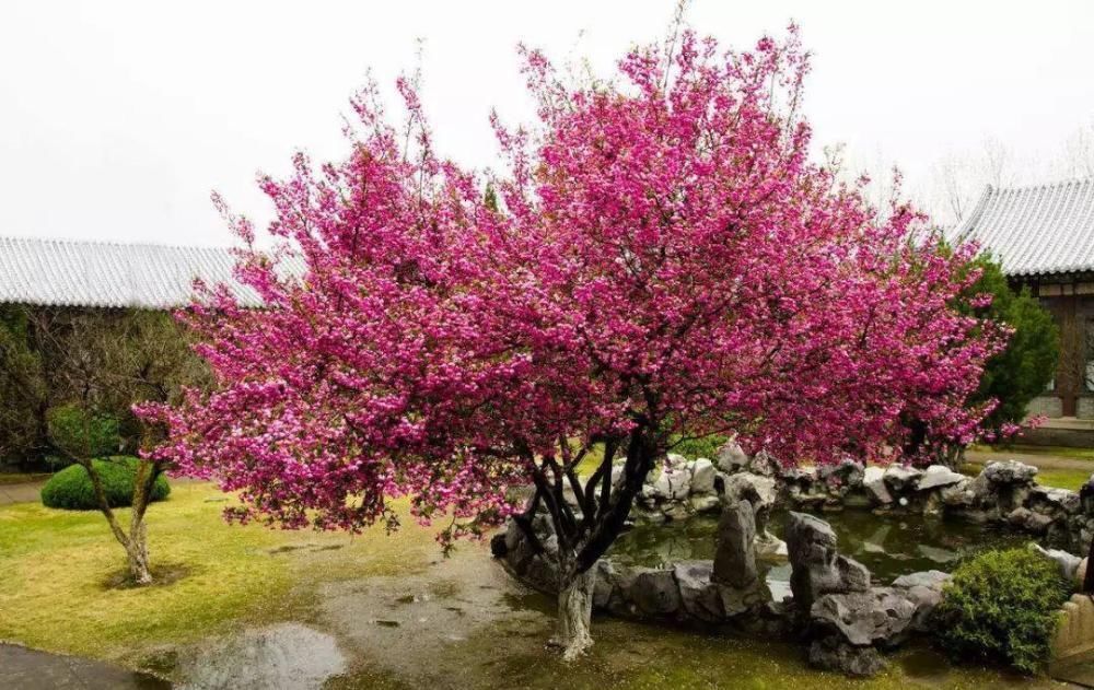 品种|家有庭院绝不可错过的5种花,打造花海无压力,任谁看了都羡慕