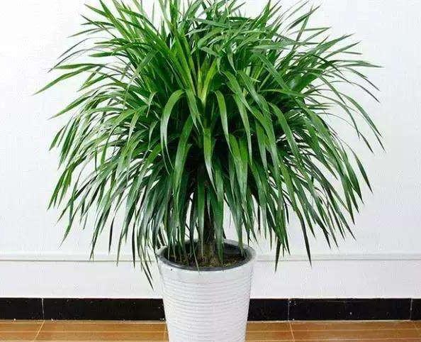 3种高端绿植养家里,大气上档次,观赏性高,越养越喜欢