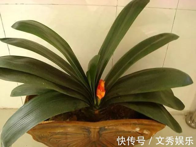春养君子兰,1颗“洋葱”扔土里,营养充足,花朵开不停!