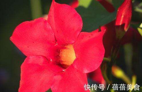 这五种花，南方花友随便挑，一年四季花开不断