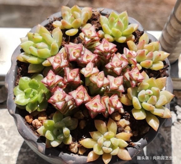 夏天多肉很便宜,不要“乱买”,温度高服盆慢,买回家养不活