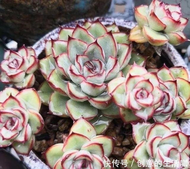 多肉植物|多肉不长个,三个“小动作”虐一虐,催出满头苞,养成多头小胖墩!