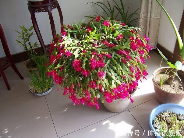 光照|长寿花是时候施肥了,来点白色粉末兑水浇花,睡醒了就等开花