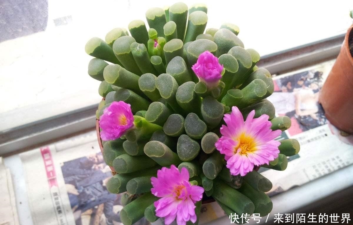 肉友|婴儿脚趾——五十铃玉,娇小萌人,不会养的肉友看过来