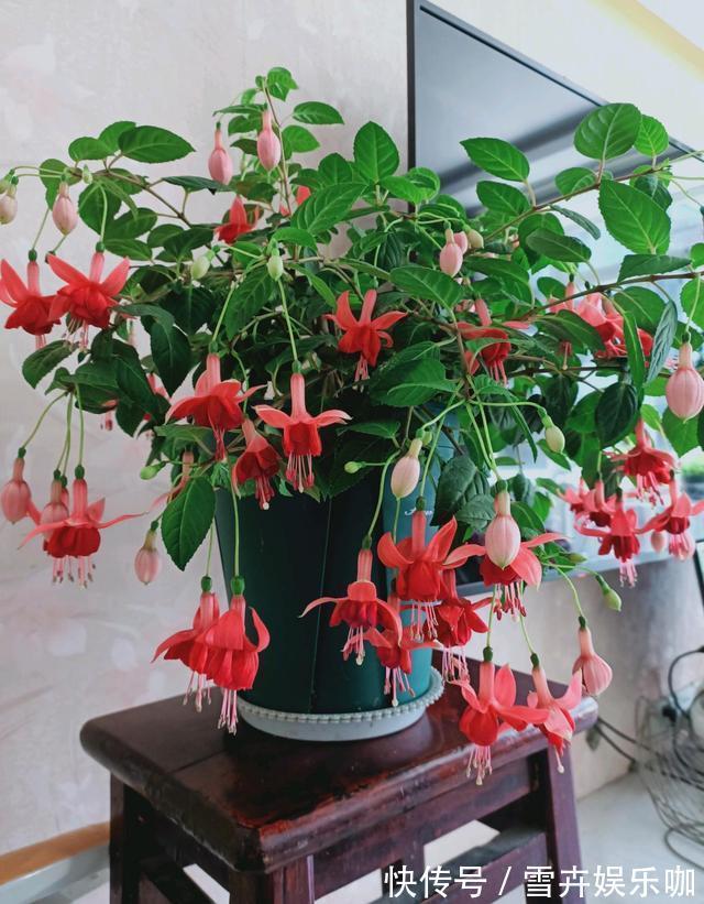 天热需要“睡觉”的四种花,“断粮”少水的穷养,长得更好