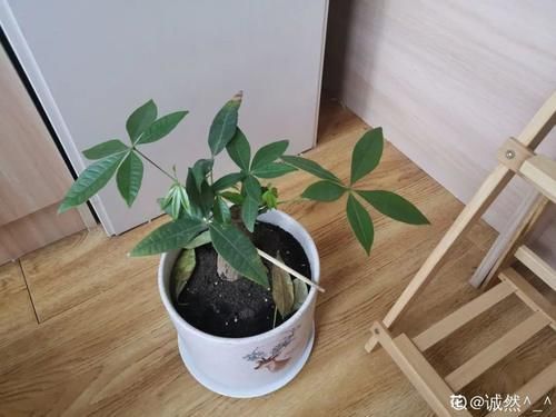 一叶兰|低于5度,6种花一整个冬天不浇水,也能照样活!