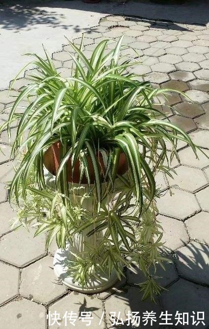 10大受欢迎绿植,你家养了几种!