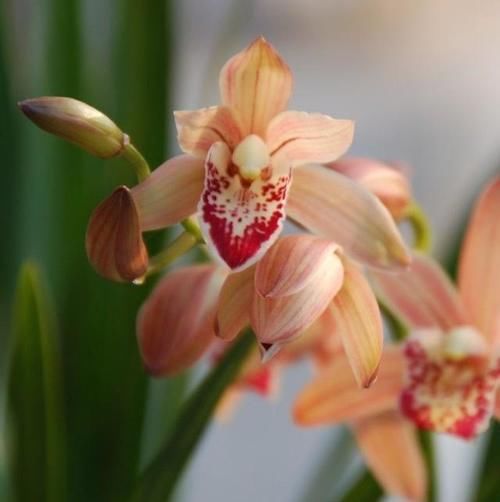 浓香型兰花“红满天”，365天都有花挂在枝条上