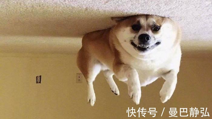 |搞笑动物:去了一趟非洲回来之后,我就变成了一只超黑的狗狗了!