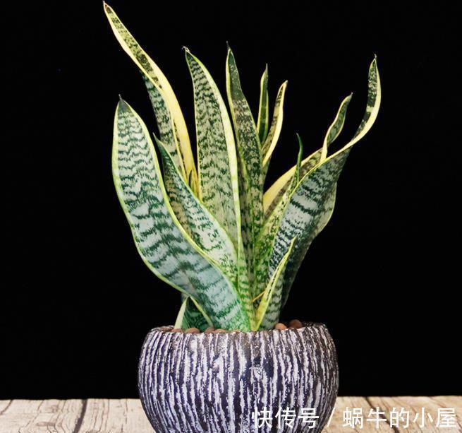 百合花|5种花适合“穷养”,小盆挤一挤,浇水懒一些,反而长势好