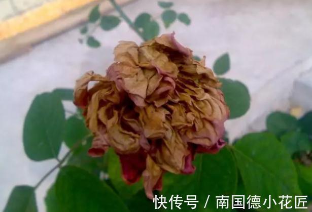 养花|鸡蛋壳养花效果到底是怎么样,你了解过嘛