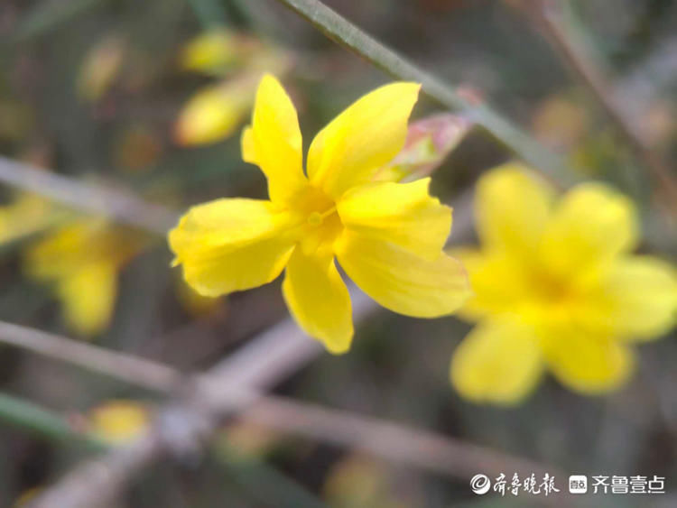 济南五龙潭的迎春花开啦！百花齐放的日子还远吗？|情报站| 济南五龙潭的迎春花开啦！百花齐放的日子还远吗？\＂,\＂i16\＂:\＂情报站