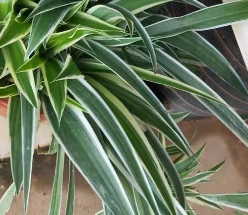 叶子|养吊兰,用上这2种小玩意,叶子宽大又绿,蹭蹭长爆盆