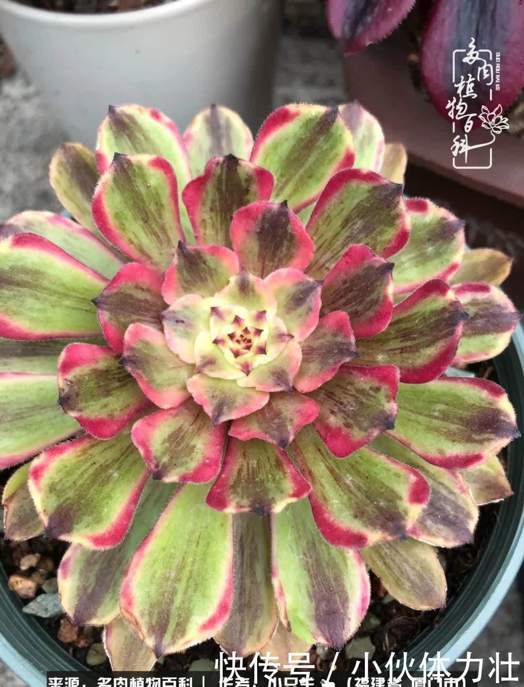 多肉,似星辰大海般的璀璨!