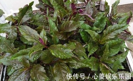 胡萝卜素|3种蔬菜，被称为“补血菜”，阳台盆栽上几盆，足足吃一年！