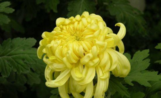 4种花漂亮又好养,比牡丹好看,花美色艳,花儿轻松开爆盆