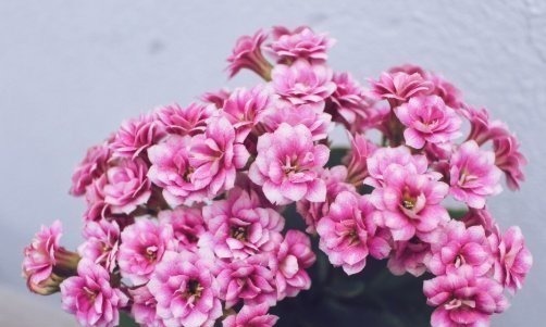 这4种花“欠修理”,要经常来几刀,才能枝繁叶茂,花开不断