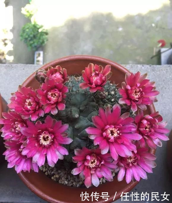 仙人球不开花,3个方面得改善,做好了以后花苞直冒,爆满盆