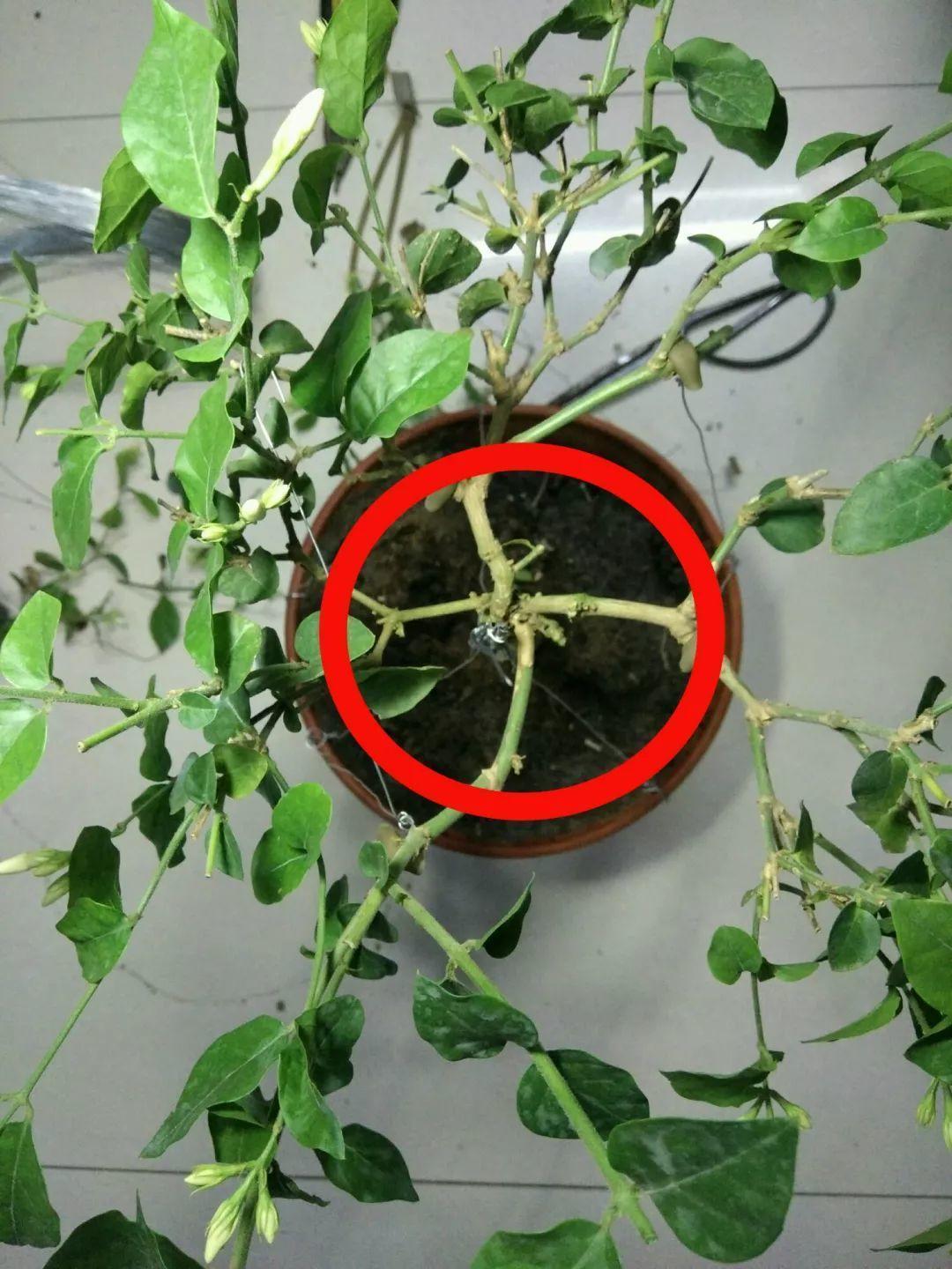 茉莉狠心剪几刀，呼呼窜成3层塔，开花满树香味足