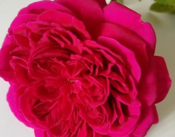 牙签苗纤细瘦弱，怀疑它是否能开花，但却总能给人惊喜