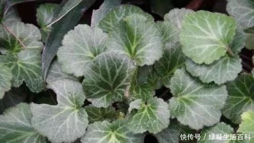 线条状|农村有种叶子,形似荷叶,却是名贵药材,清热解毒,湿气一扫而光